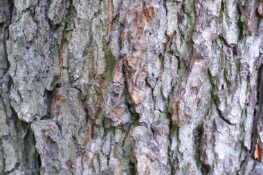 Ağaç kabuğu dokusu. Özgeçmiş için uygun.