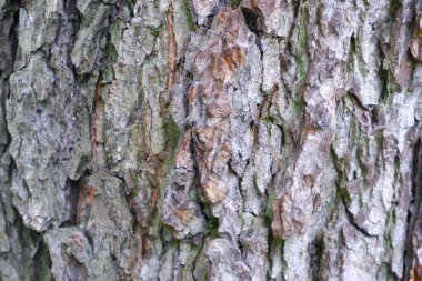 Ağaç kabuğu dokusu. Özgeçmiş için uygun.