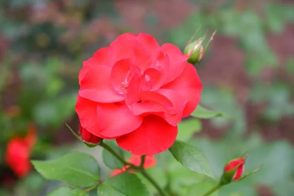 Color Rojo Sobre Fondo Borroso Naturaleza Plantas — Foto de Stock