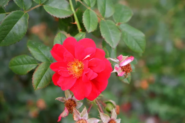 Red Color Blurred Background Nature Plants — Stock Photo, Image