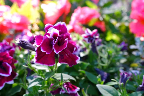 Fialové Květy Rostou Zahradě Příroda Rostliny — Stock fotografie