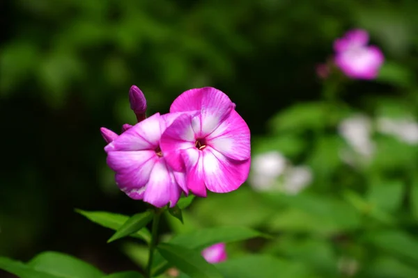 Purple Flower Blurred Background — Stock Photo, Image