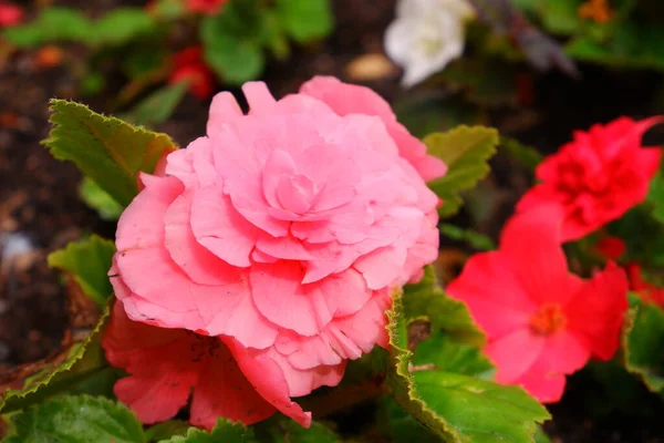 粉红色的花在花园里 大自然 适合背景 — 图库照片