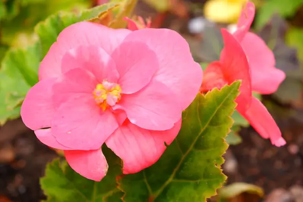 Růžový Květ Zahradě Rostlina Příroda Vhodné Pro Pozadí — Stock fotografie