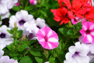 Pembe petunya çiçekleri. Özgeçmiş için uygun.