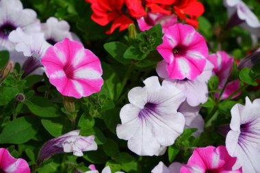Pembe petunya çiçekleri. Özgeçmiş için uygun.