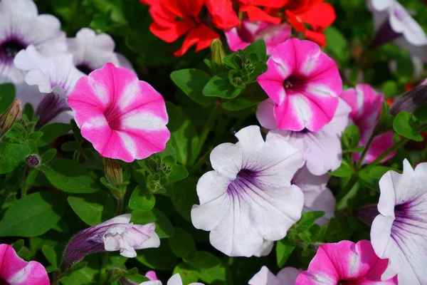 Flores Rosadas Petunia Adecuado Para Fondos —  Fotos de Stock