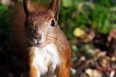 Ormandaki komik sincap.