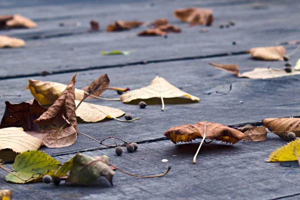 Fallen Autumn Leaves Wooden Floor Focus Foreground — Stock Photo, Image