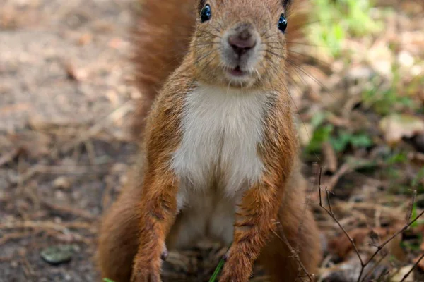 Funny Squirrel Forest Background — Stock Photo, Image