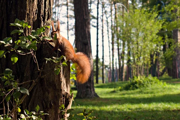 Funny squirrel on the forest background