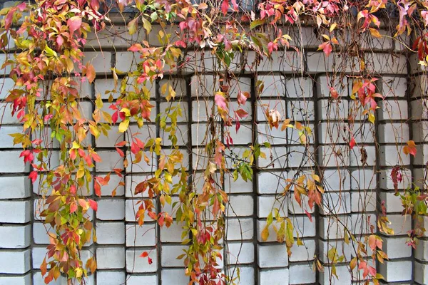 Autumn Insights Multicolored Autumn Leaves Climbing Plant Brick Wall Background — Stock Photo, Image