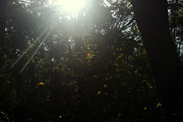 Percepções Outono Luz Solar Suave Rompe Floresta Outono — Fotografia de Stock