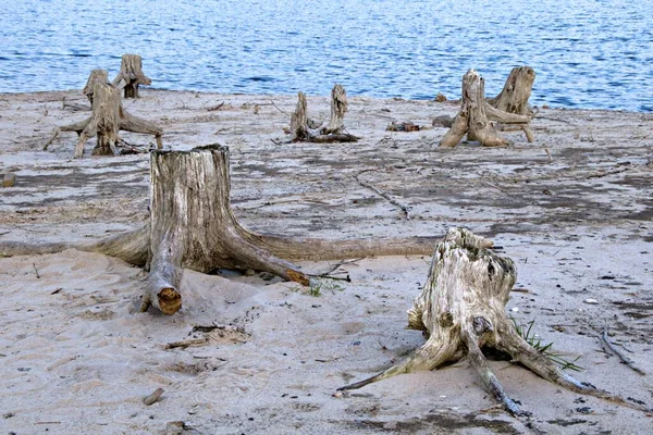 Raízes Árvores Lançadas Costa Arenosa Solitária — Fotografia de Stock