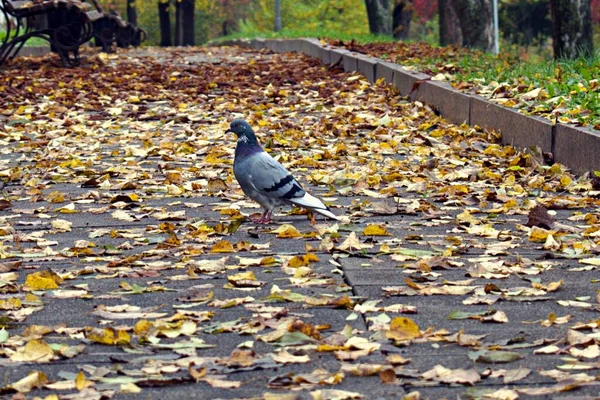 Curiosa Paloma Gris Sendero Del Parque Sobre Fondo Borroso Hojas —  Fotos de Stock