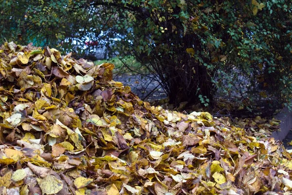 秋天的黄落叶堆在模糊的公园背景上 — 图库照片