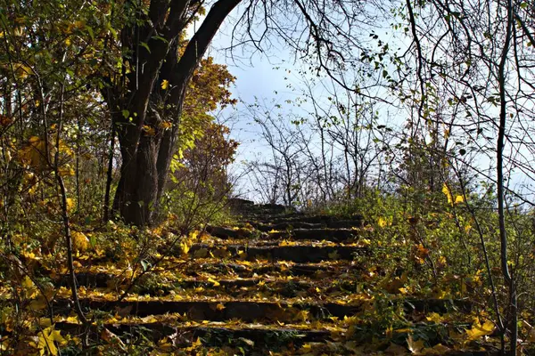 Folhas Outono Amarelas Caídas Árvore Coberto Velhos Passos Pedra Parque — Fotografia de Stock