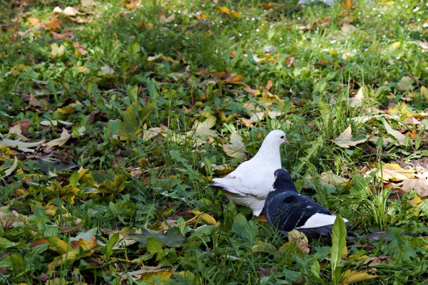 Piccioni Bianchi Grigio Blu Incontrati Erba Ancora Verde Con Foglie — Foto Stock