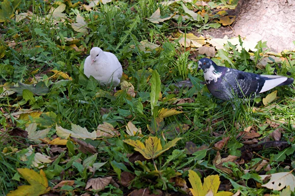 Witte Grijs Blauwe Duiven Ontmoetten Elkaar Nog Groen Gras Met — Stockfoto