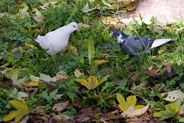 White Gray Blue Pigeons Met Still Green Grass Yellow Autumn — Stock Photo, Image