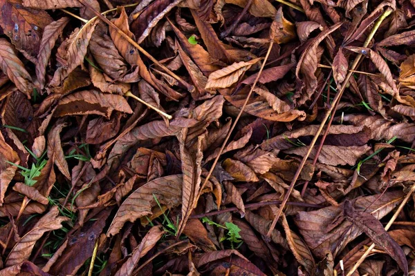 Roodbruine Verwelkte Gevallen Herfstbladeren Van Dichtbij — Stockfoto