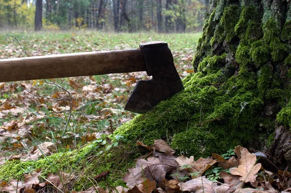 Gran Hacha Hierro Viejo Pegado Tronco Árbol Con Musgo Verde —  Fotos de Stock