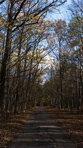 Floresta Outono Com Folhas Caídas Estrada Que Estende Distância Desfocada — Fotografia de Stock