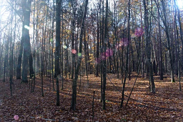 Floresta Outono Com Folhas Caídas Chamas Lente Luzes Solares Arranjo — Fotografia de Stock