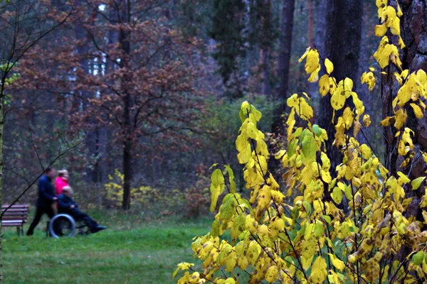 Żółty Liść Krzak Zamazany Tło Jesienny Park Nierozpoznawalny Człowiek — Zdjęcie stockowe