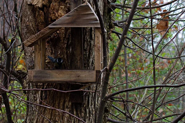 Alimentador Pássaro Madeira Tronco Árvore Com Pássaro Pequeno Mal Visível — Fotografia de Stock