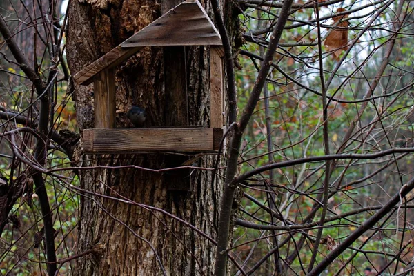 Houten Vogel Feeder Boomstam Met Nauwelijks Zichtbare Kleine Vogel Wazige — Stockfoto