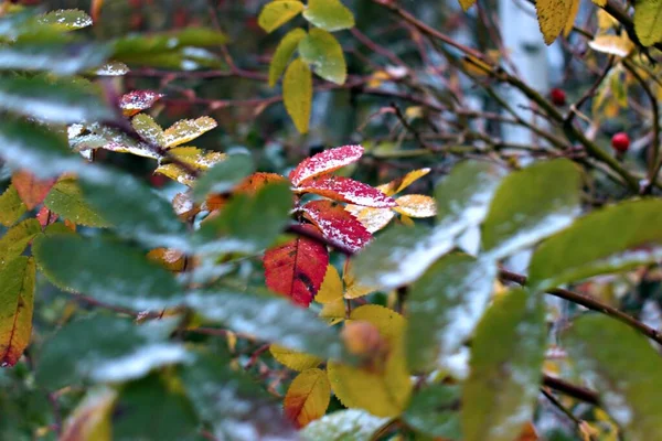 红色秋天的叶子 薄薄的雪覆盖在模糊的灌木背景上 以中心为焦点 — 图库照片