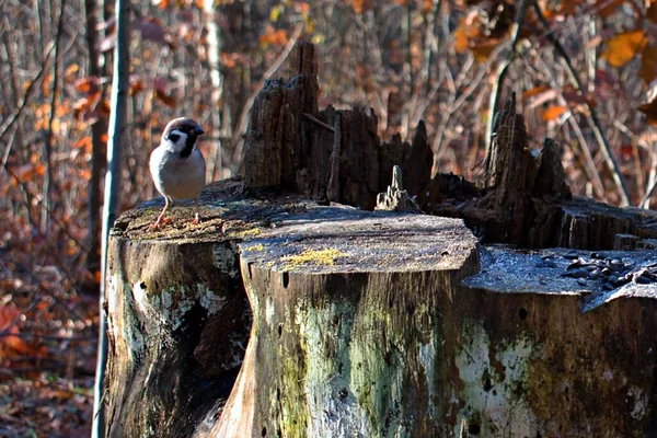 Pequeno Pardal Pássaro Toco Árvore Velha Coberto Com Gelo Neve — Fotografia de Stock