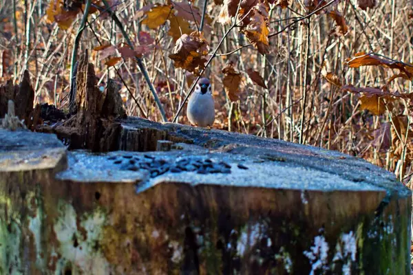 Pequeño Pájaro Gorrión Viejo Tocón Árbol Cubierto Brillantes Heladas Nieve —  Fotos de Stock