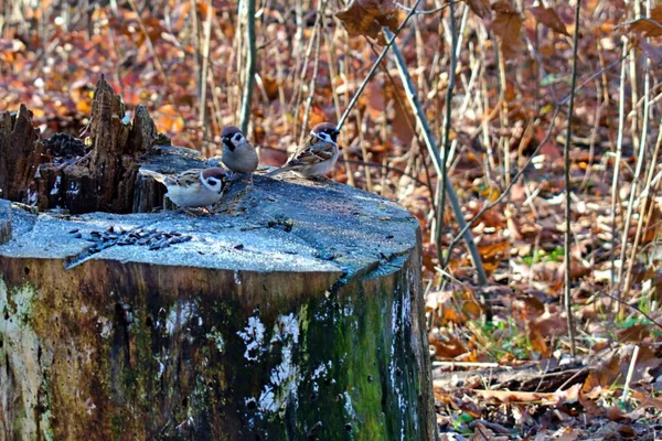 Tres Pajaritos Gorriones Viejo Tocón Cubierto Brillantes Heladas Nieve Soleado —  Fotos de Stock