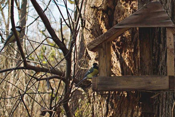 Дві Маленькі Яскраві Птахи Дереві Біля Годівниці Сонячний Осінній День — стокове фото