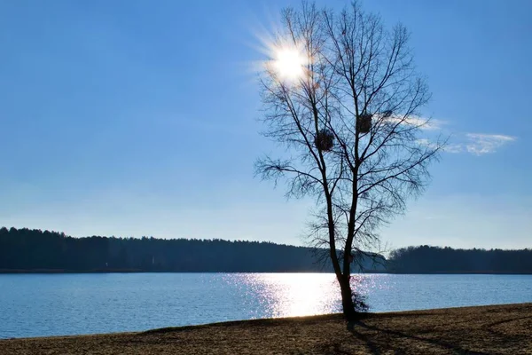 Sol Macio Outono Brilha Através Coroa Uma Árvore Com Folhas — Fotografia de Stock