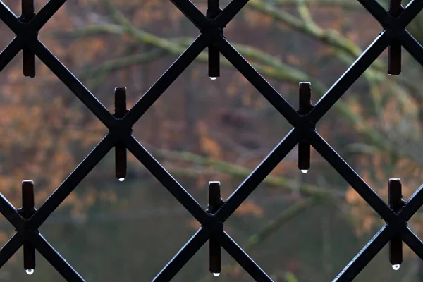 Gotas Água Grade Metal Preto Como Pequenas Luzes Fundo Borrado — Fotografia de Stock