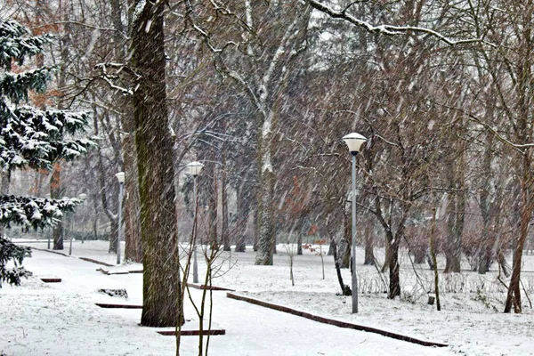 Opady Śniegu Pustym Parku Nie Ludzi Zimowy Dzień — Zdjęcie stockowe