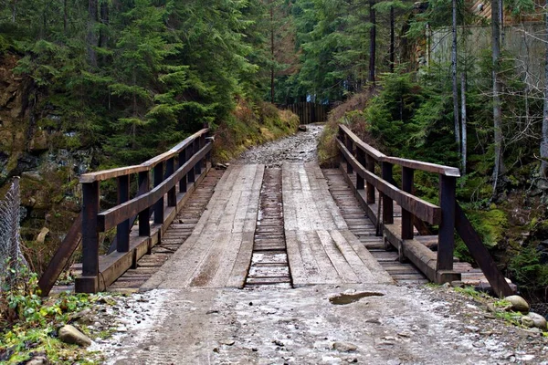 青翠的云杉林溪流上的木桥 — 图库照片