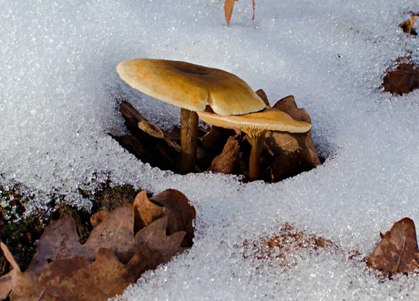Herbstpilze Erschienen Schmelzenden Schnee — Stockfoto