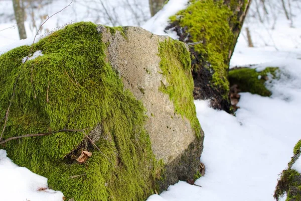 Helles Grünes Moos Auf Stein Auf Verschwommenem Hintergrund Des Verschneiten — Stockfoto