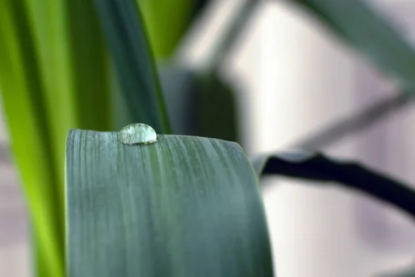 round drop of water close-up on top of bend of green leaf  in natural conditions on blurred background