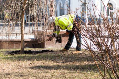 Ukrayna Zhytomyr 30 Mart 2021. Parlak ceketli kadın baharda genç ağacın etrafındaki zemini gevşetiyor.