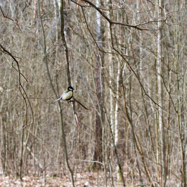 Pequeño Pájaro Titmouse Sentado Rama Árbol Sobre Fondo Borroso Bosque —  Fotos de Stock