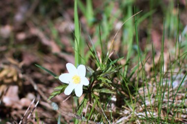 Narin beyaz çiçek, bahar ormanlarındaki yeşil çimlerin arka planına yaklaşır.