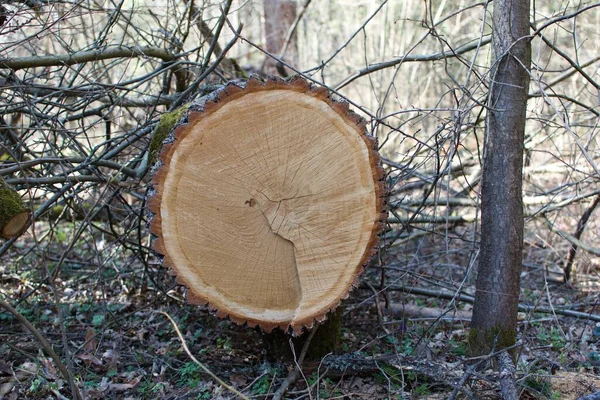 Großer Umgestürzter Baum Einem Walddschungel — Stockfoto