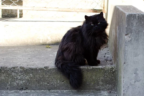 Portret Van Verloren Zwarte Pluizige Kat Betonnen Trap — Stockfoto