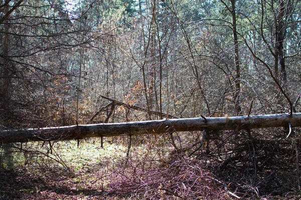 Stam Van Een Oude Omgevallen Boom Het Bos Jungle — Stockfoto