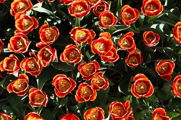 Oranje Tulp Bloemen Dicht Zicht Van Bovenaf Natuurlijke Omstandigheden Stockfoto